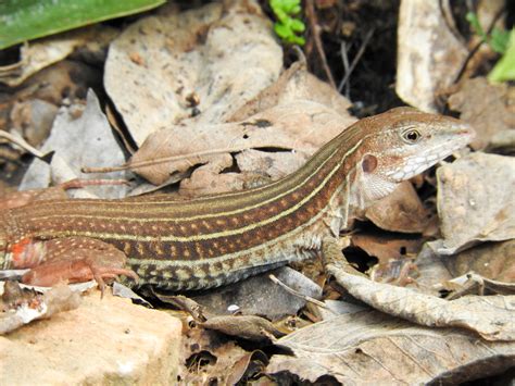 Aspidoscelis angusticeps angusticeps from Abalá Yucatán Mexico on