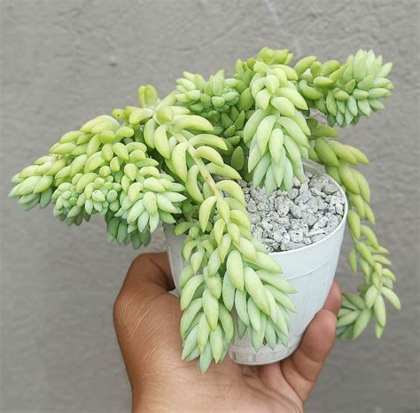 Crested Sedum Donkeys Tail Rsucculents