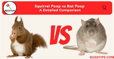 Squirrel Poop vs Rat Poop: A Detailed Comparison - BugsTips