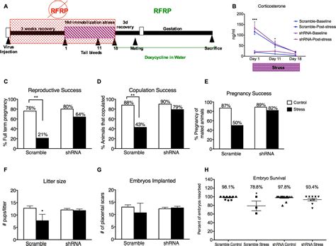 Knockdown Of Hypothalamic Rfrp3 Prevents Chronic Stress Induced