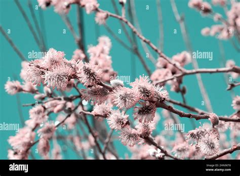 Toned Gentle Pink Pussy Willow Buds High Up In The Blue Sky Spring Nature And Plants