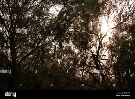 Sun Shining Through Willow Trees In Silhouette With Movement And