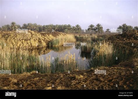 Geography Travel Iraq Babylon Reed On Shore Of River Euphrates