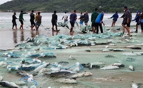 Pescadores fazem o maior lanço de tainha 18 mil peixes