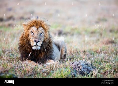 Male Lion Lying In Grass In Savanna In Africa Stock Photo Alamy