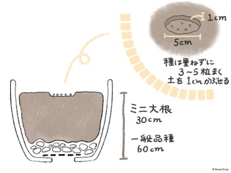 大根の種まきはいつまで？植える時期や間引き頻度などの育て方