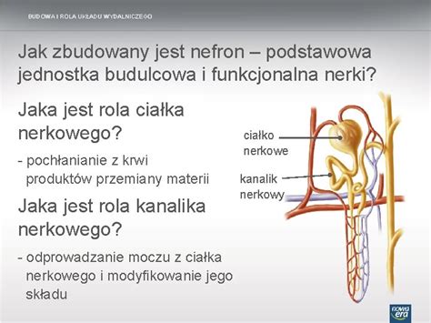 TEMAT LEKCJI Budowa I Dziaanie Ukadu Wydalniczego BUDOWA