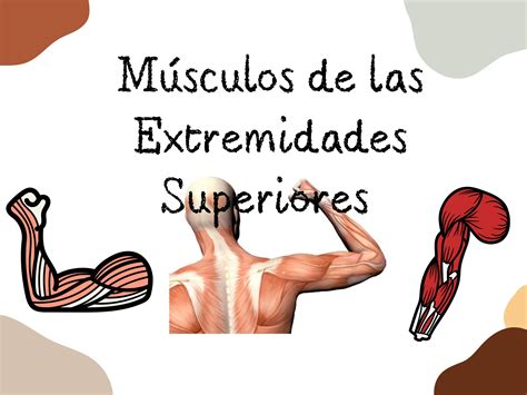 Musculos De Las Extremidades Superiores 1pdf