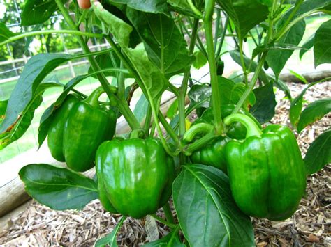 How To Make Bell Peppers Grow Bigger 3 Special Tips Krostrade UK