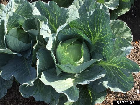 Cabbage Brassica Oleracea Var Capitata