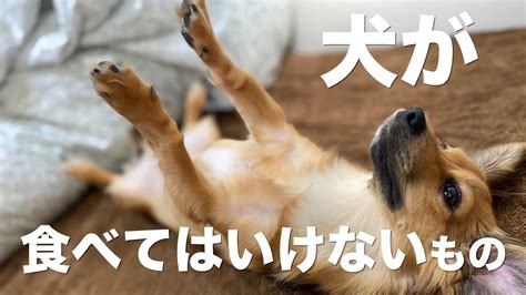 犬が食べてはいけないもの【犬 食べ物】 Youtube