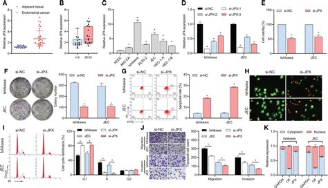 Frontiers Long Non Coding RNA JPX Promotes Endometrial Carcinoma