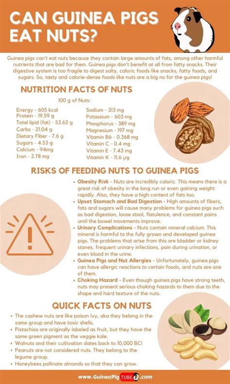 Can Guinea Pigs Eat Nuts Risks Nutrition Facts And More Guinea Pig Tube