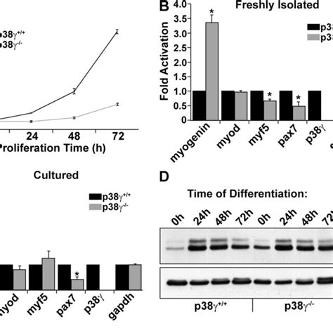 Activation Of P Signaling Represses Myod Activation Of Myogenin