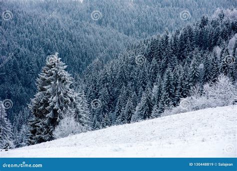 Winter wonderland forest stock image. Image of pine - 130448819