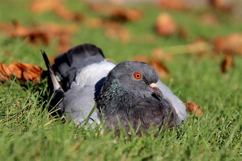 Pigeon Birds Animals Grey - Free photo on Pixabay - Pixabay