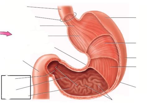 Stomach Diagram Quizlet