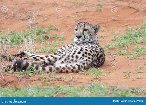 Cheetah Acinonyx Jubatus In Natural Habitat Kalahari Desert Namibia