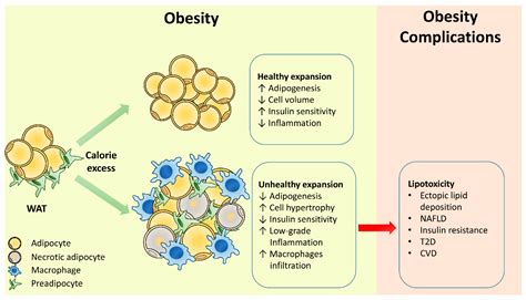 Ijms Free Full Text Adipose Tissue Dysfunction As Determinant Of