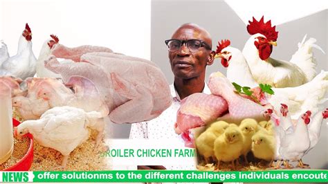 Become A Millionaire From Broilers Chicken Breeds In Short Time On