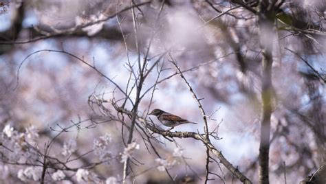 「木に止まる鳥」の写真素材 16540件の無料イラスト画像 Adobe Stock