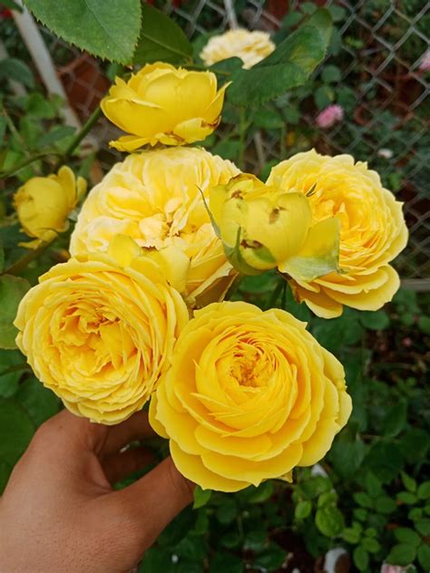 Catalina Rose Telegraph
