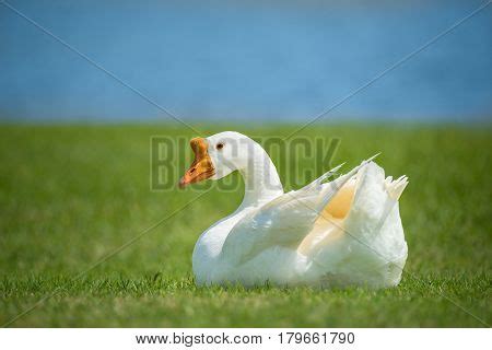 White Chinese Goose Image & Photo (Free Trial) | Bigstock