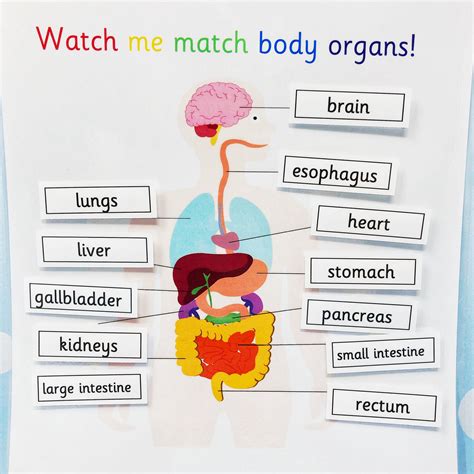 Free Printable Human Body Organs For Kids