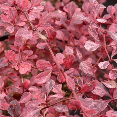 Барбарис тунберга Пинк Куин (Berberis thunbergii Pink Queen),купить ...