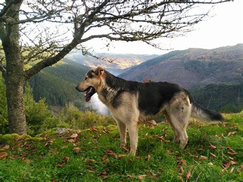 Ruta Por Asturias Con Perro Actualizado Junio