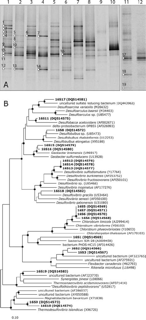 A Dgge Analysis Of 16s Rrna Gene Fragments Using Dna And Rna Samples Download Scientific