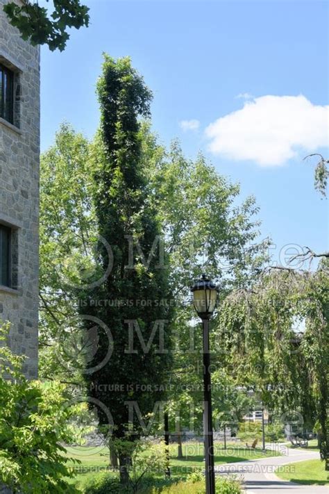 Photo Of Quercus Green Pillar Aka Pringreen Pin Oak