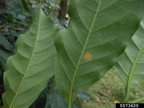 Coffee Leaf Rust Hemileia Vastatrix