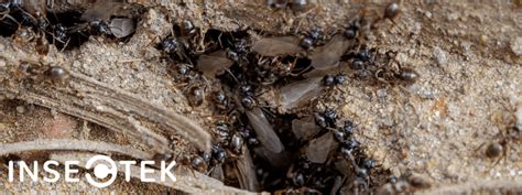 Key Differences Between Flying Ants And Termites Insectek Pest Solutions