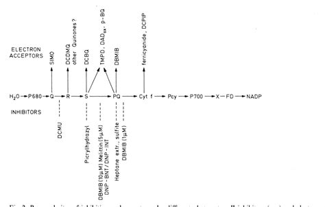 Figure From Site Of Action Of Dimethoxy Dichloro P