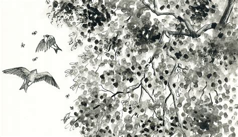 Oak Woodland Learning Activities | ecoliteracy.org