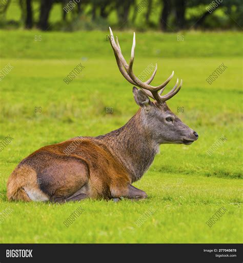 Male Red Deer Natural Image And Photo Free Trial Bigstock