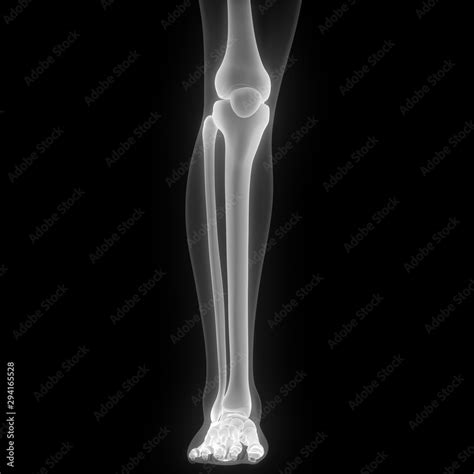 Anterior View of Human Skeleton Tibia and Fibula Anatomy X-ray 3D ...