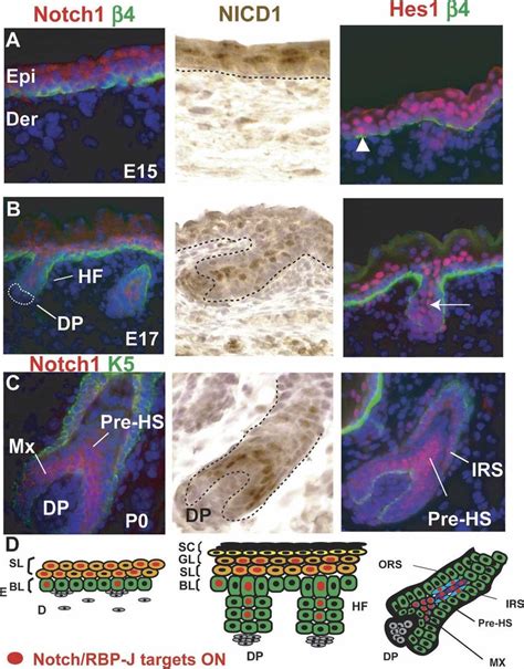 Notchrbp J Dependent Signaling During Epidermal Development In