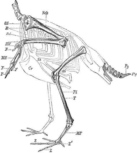 10 best Bird Anatomy images on Pinterest | Anatomy, Anatomy reference ...