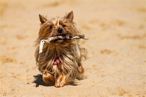 Dental Duty: Why Yorkie Dental Care is Important - Yorkies & Cross-Breeds