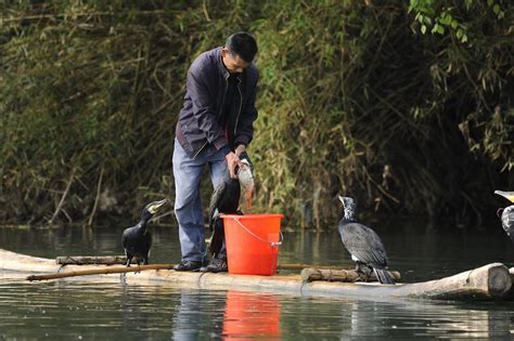 Cormorant Fishing (3) | Guilin | Pictures | China in Global-Geography