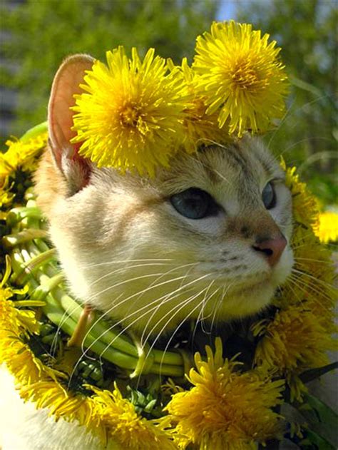 Cats Love Flowers Ego