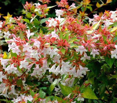 Abelia Linnaea X Grandiflora Francis Mason Xera Plants