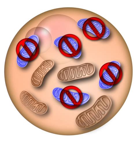 Mitochondria In Cell Image Eurekalert Science News Releases