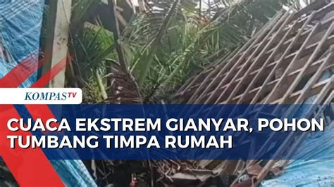 Cuaca Ekstrem Di Gianyar Bali Pohon Tumbang Timpa Rumah Dan Seorang