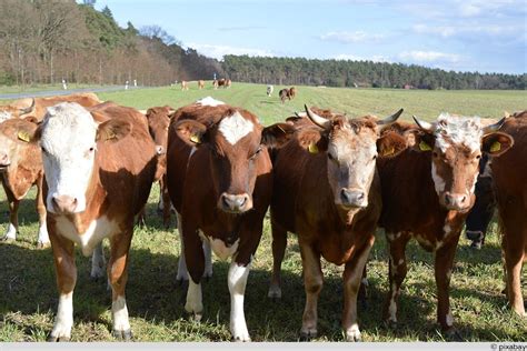 Rinderrassen Von A Z Beliebte Kleine Und Seltene Rinder