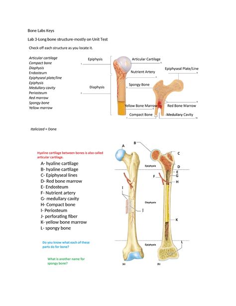 Bone Practical Study Guide Bone Labs Keys Lab Long Bone Structure