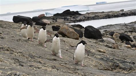 Antarctic penguins are 'happier with less sea ice', scientists find ...