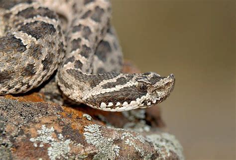 Se Recupera Favorablemente El Hombre Mordido Por Una Serpiente